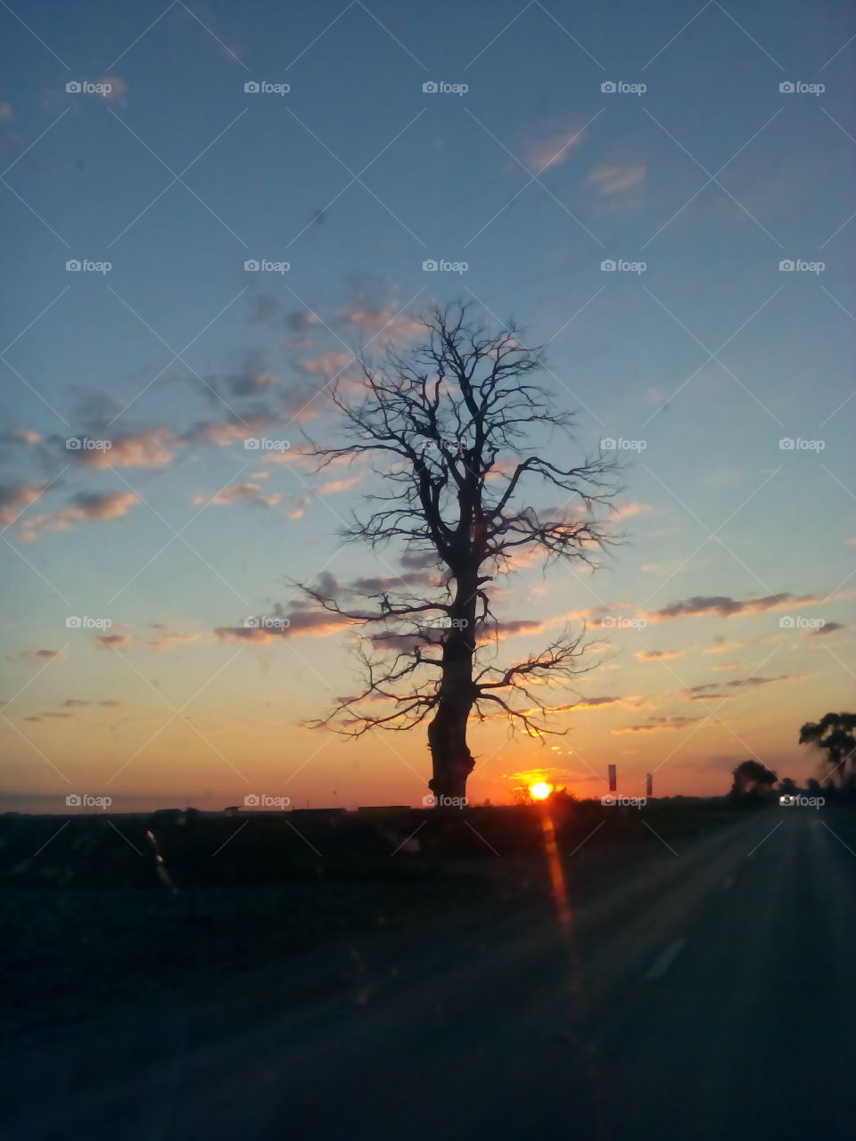Sunrise. On the road, my favourite tree and the sunrise.