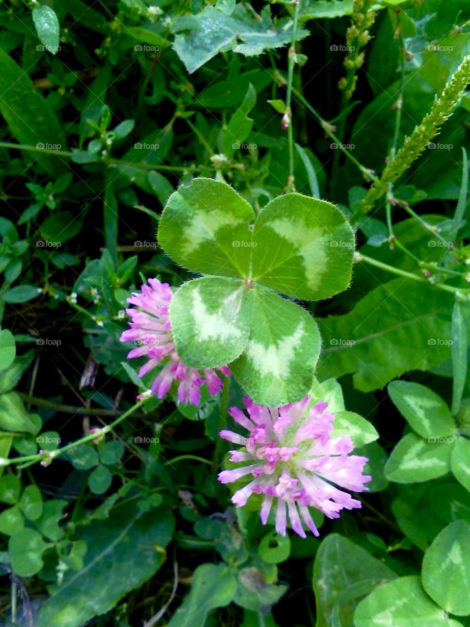 Lucky clover