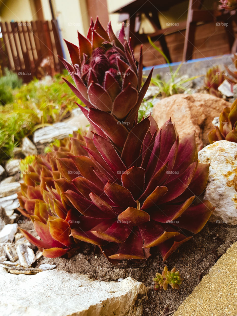 Sempervivum
