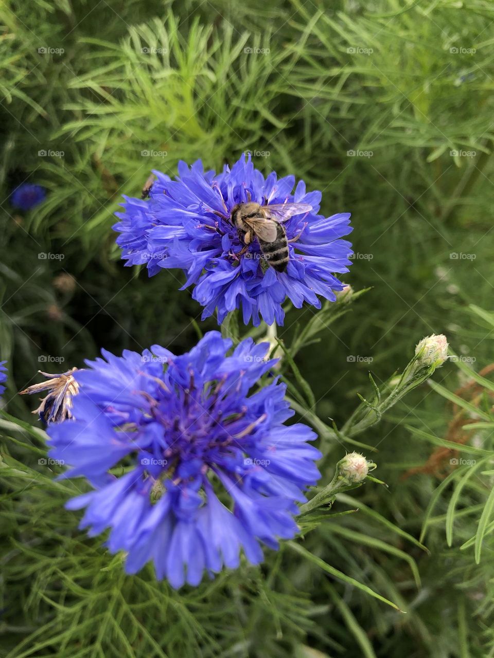 Purple Wildflowers 