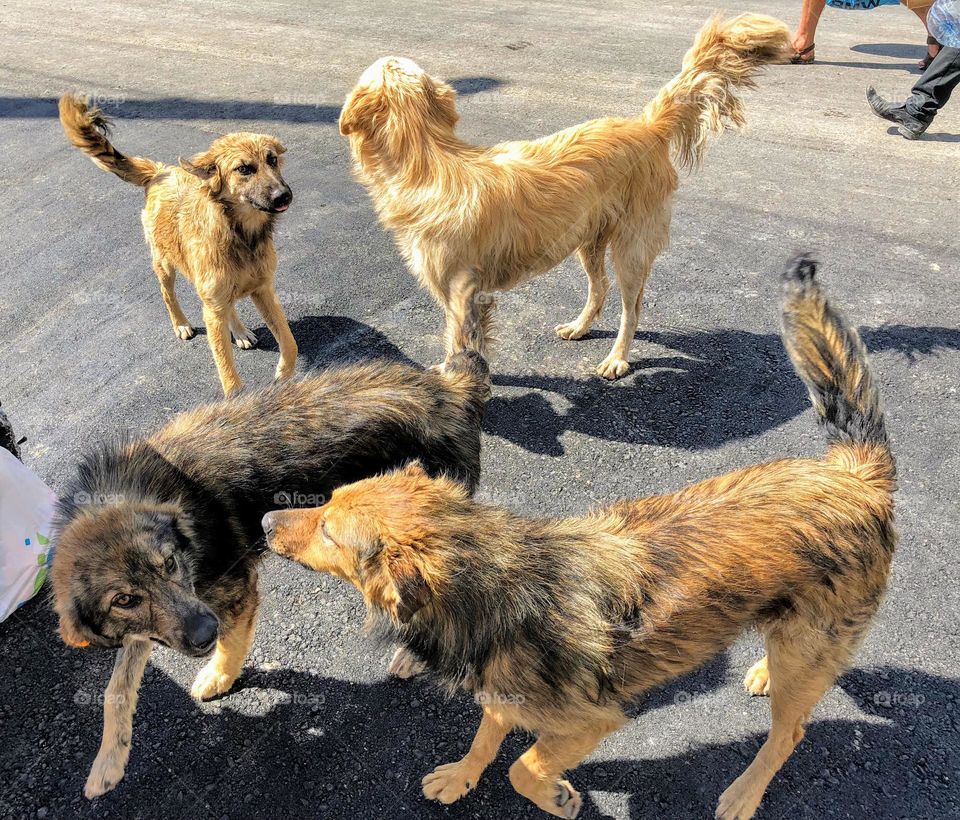 Homeless brown and beige chipped dogs running around outdoor on a sunny day