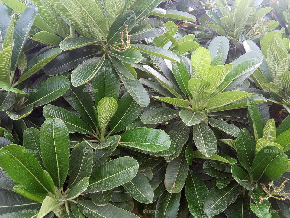 beautiful plants in a garden