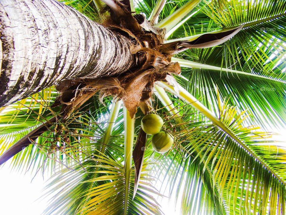 Low angle view of palm tree