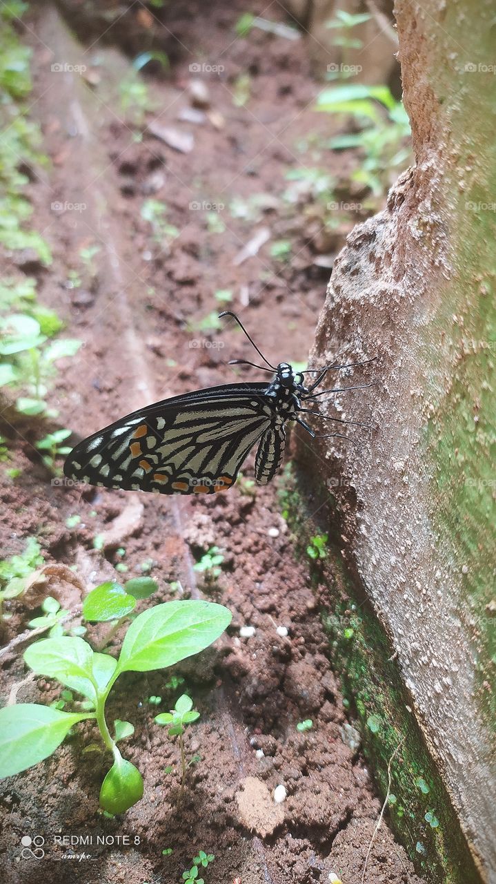 A Papilio clytia butterfly that was born in my courtyard yesterday. I'm officially a butterfly mom.. I've been through all the stages of it's development right from when the eggs were laid to when finally it emerged out of the chrysalis!✨