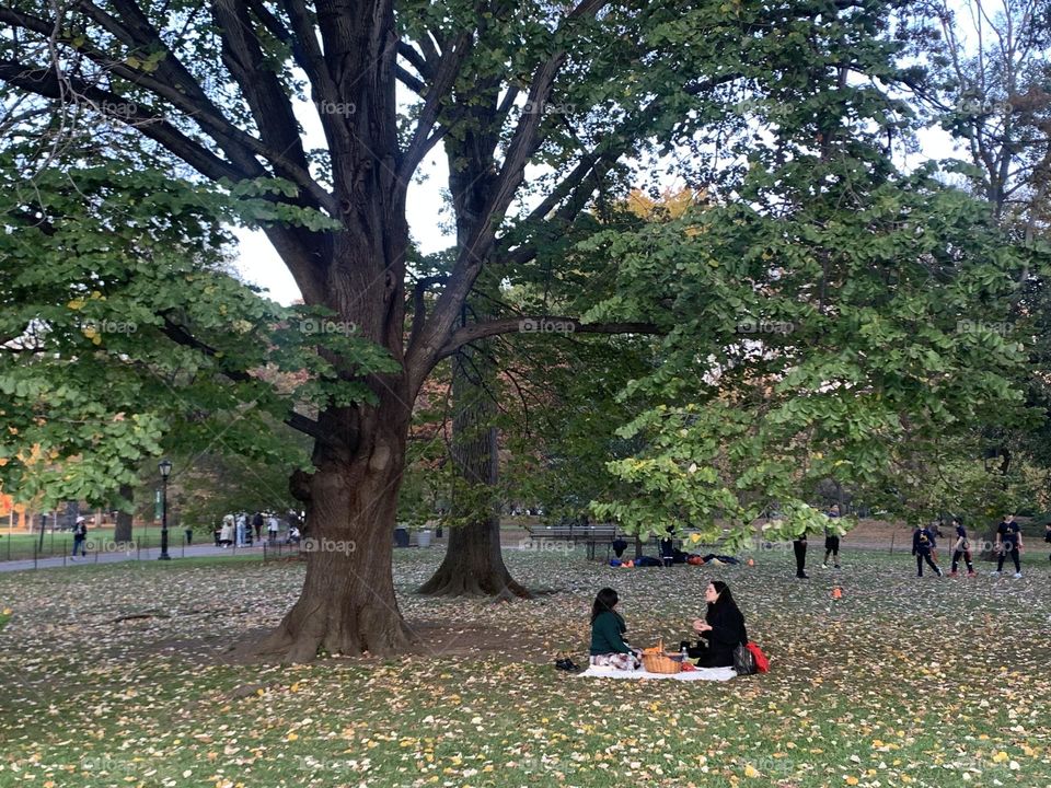 Picnic at Central Park 