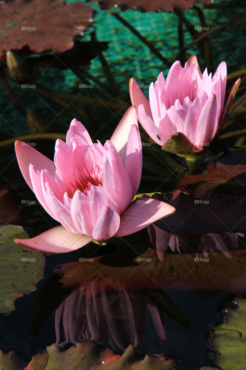 Pink water lilies