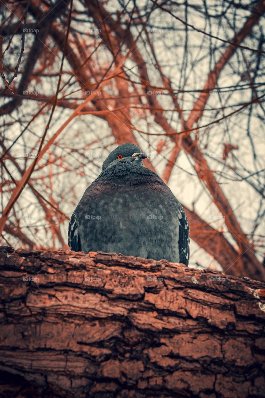 important pigeon