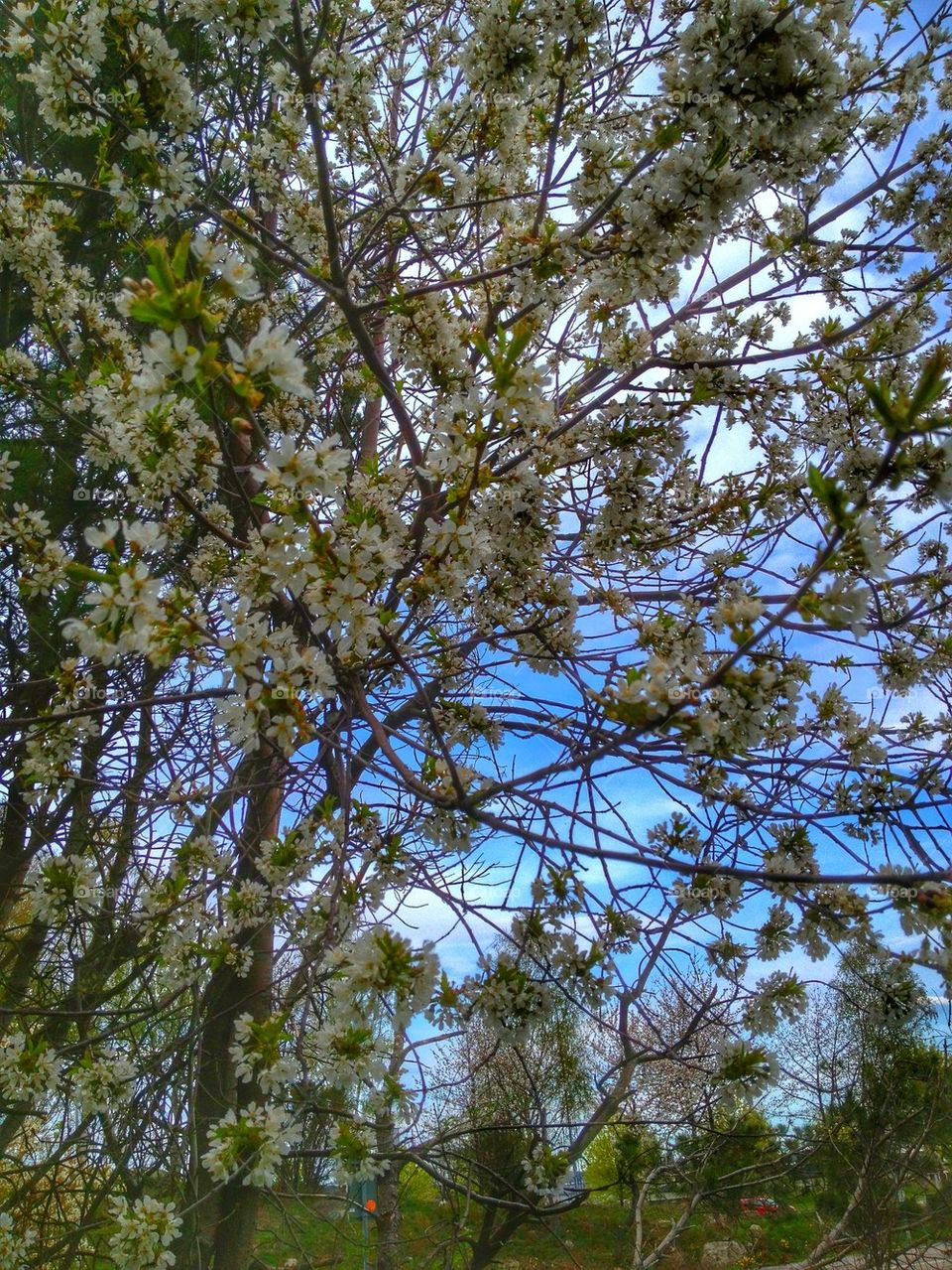 White cherry blossom