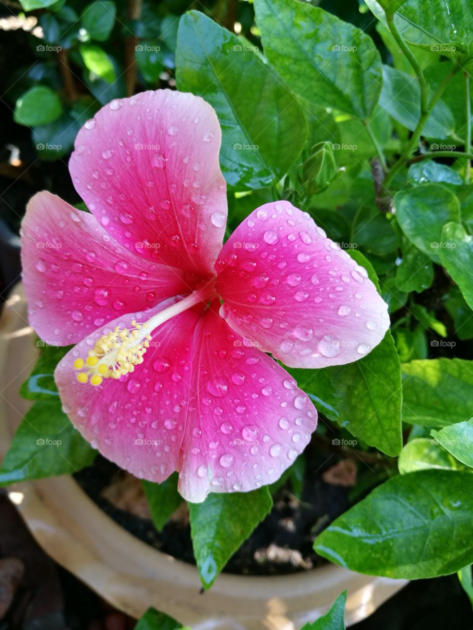 Closeup of pink hibiscus with water drops on petals.