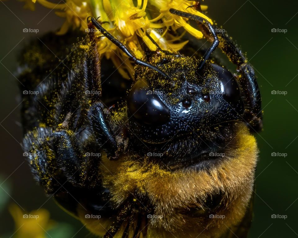 An Eastern Carpenter Bee in Goldenrod heaven. 