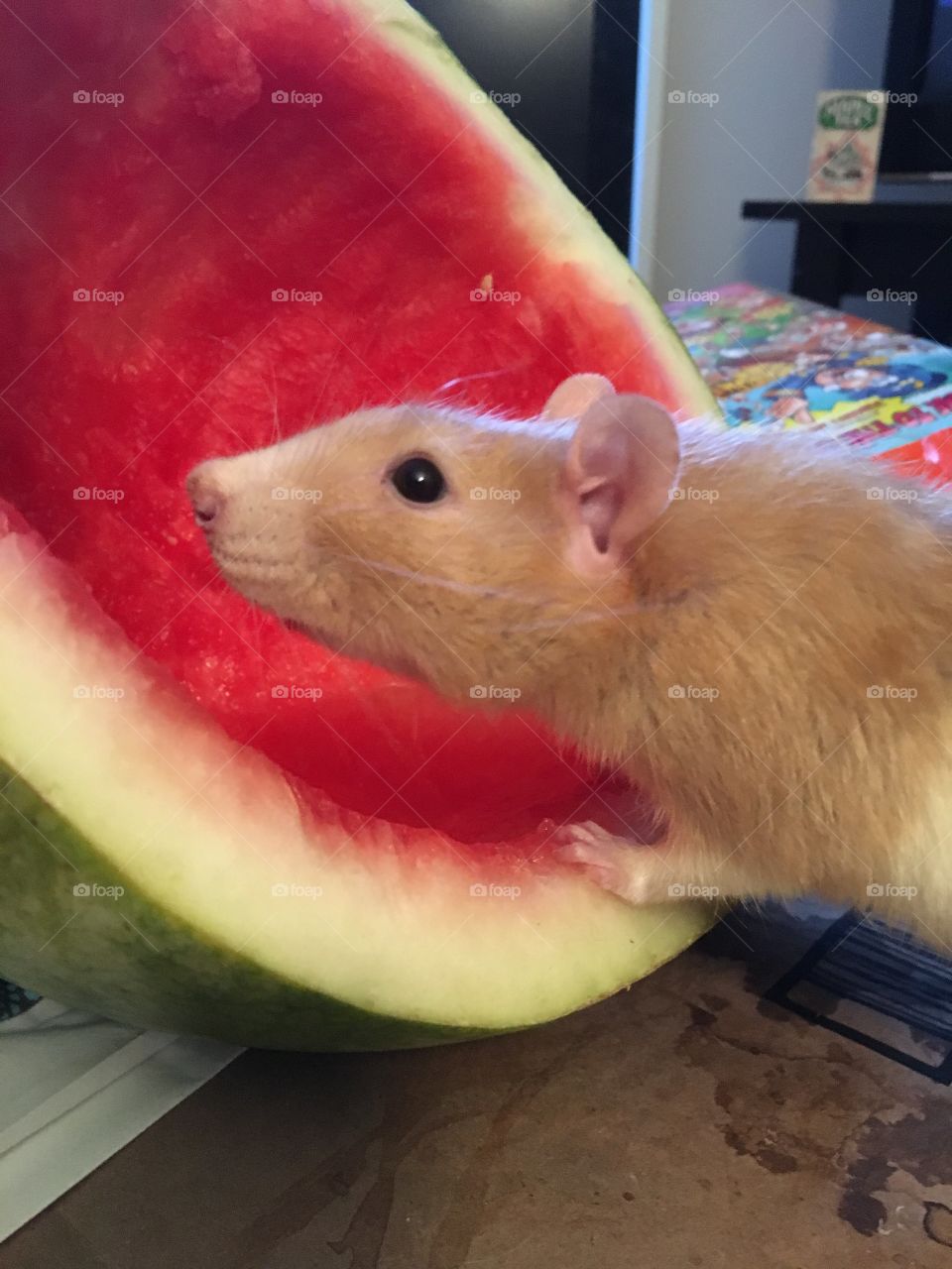 Rat meets watermelon 