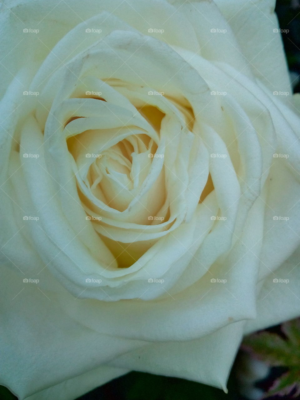 Weiße Rose, Hochzeit, Geburtstag, Liebe, zart, weiss, nah, romantisch