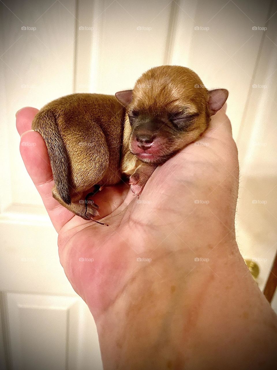 Tiny pupper in the palm of my hand. 