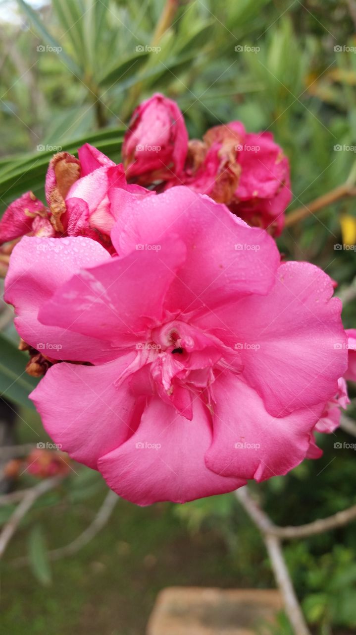 Close up of pink flower