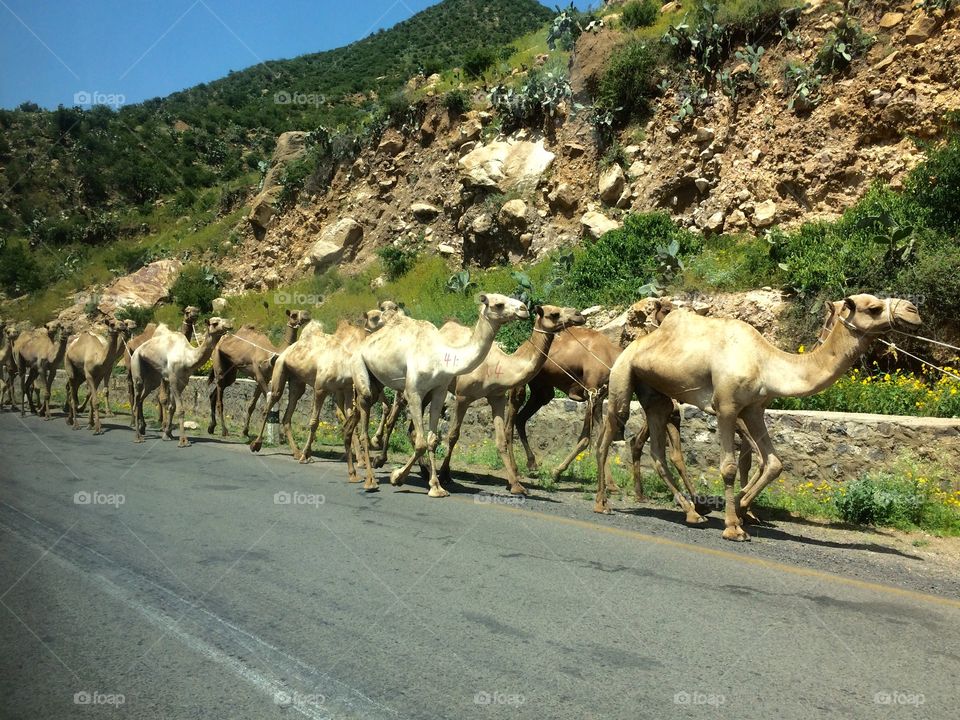 Herd of camels on road