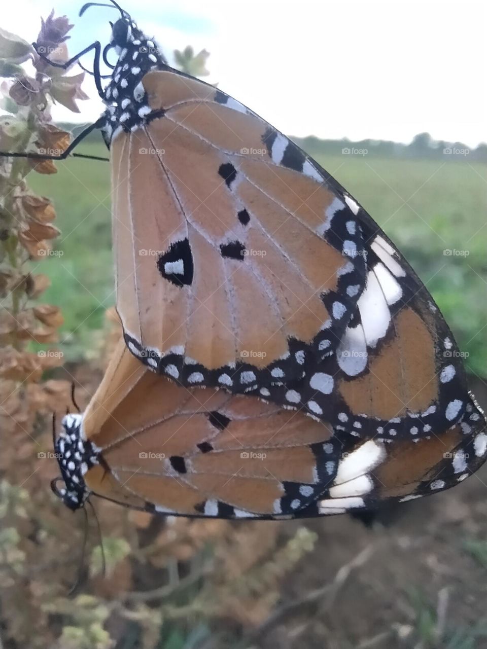 titali fool se ras chus rahi hai