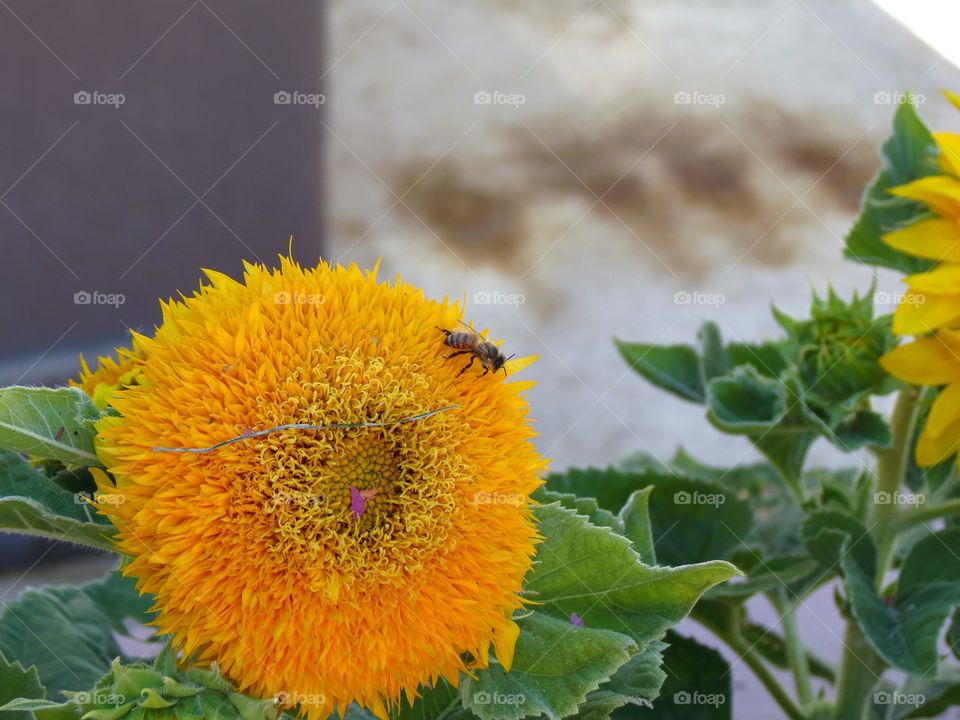 Busy spreading pollen.