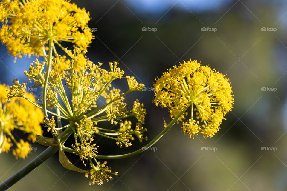 Wild yellow flowers