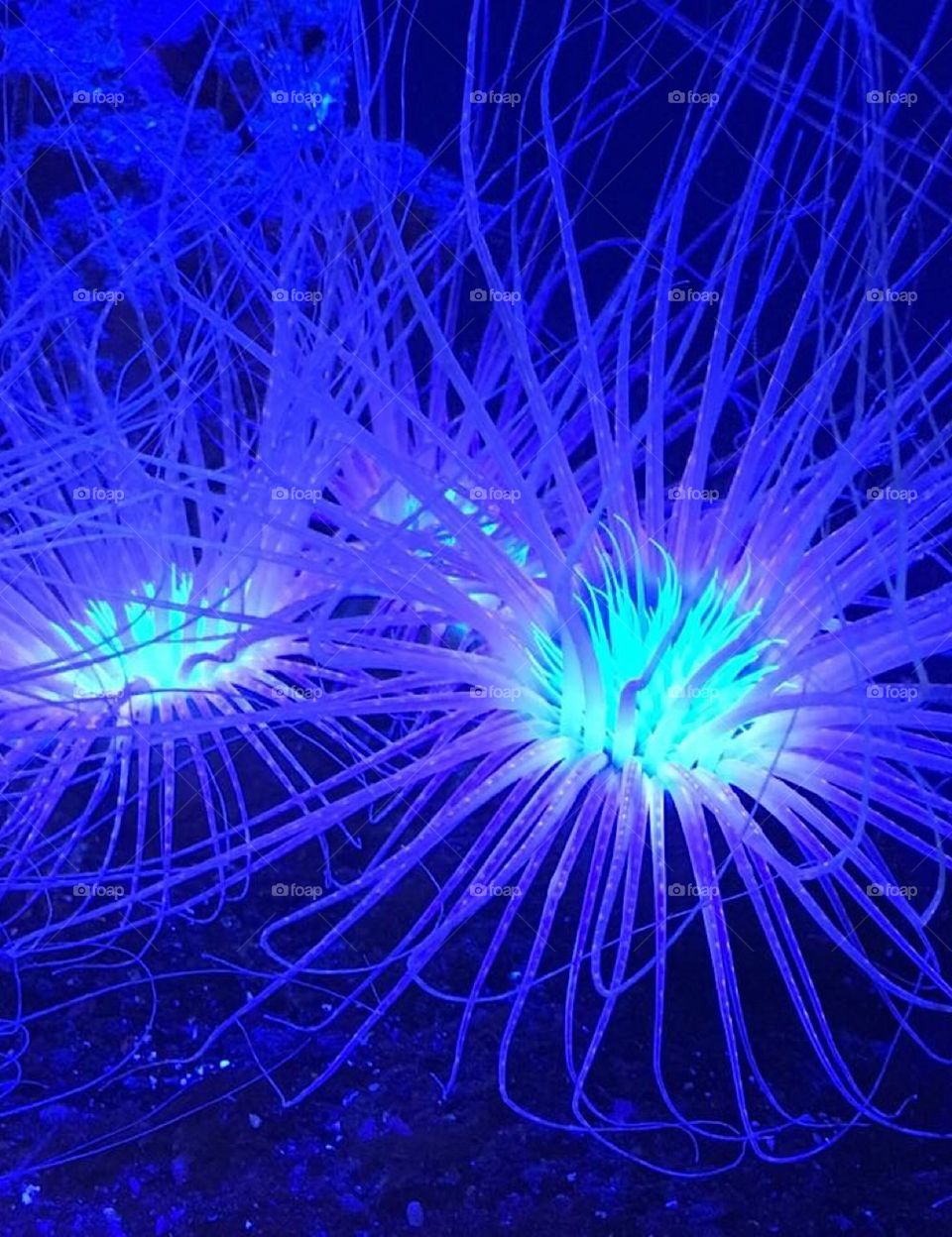 Glowing invertebrates sea creature at the Aquarium of the Pacific in California.