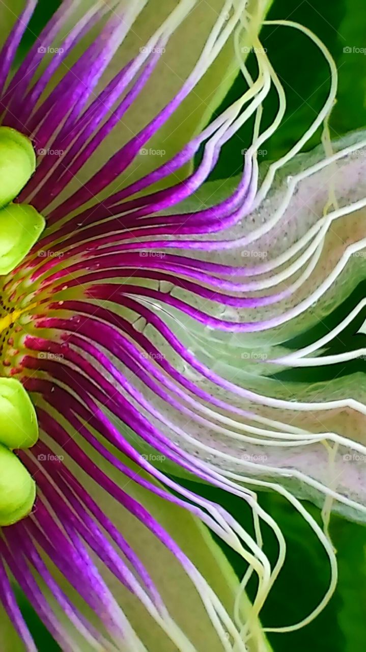"Swirld Passion Flower"