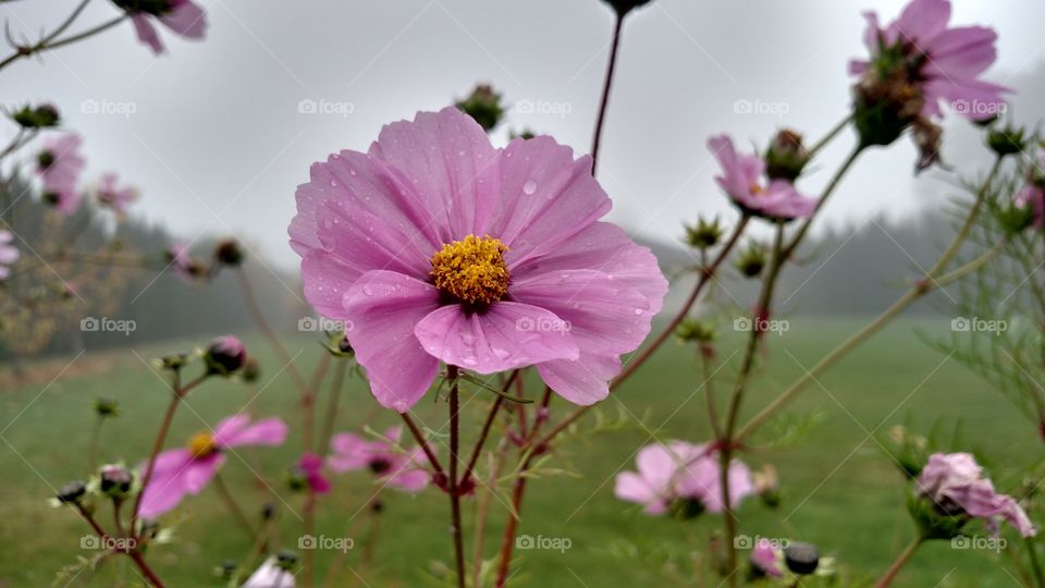 May showers, April flowers.