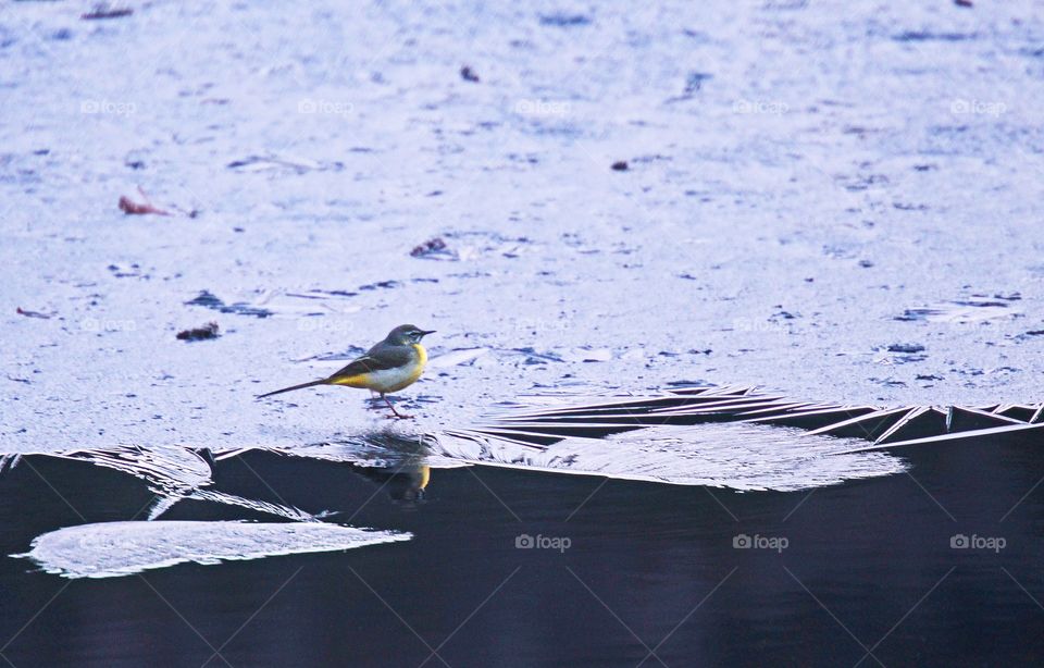 Grey wagtail 