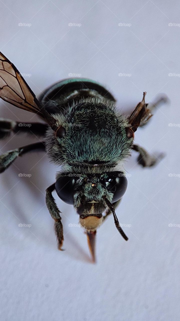 Saddest Bee who realised that he can't fly anymore ! bee who lost one of his wings, disabled insects