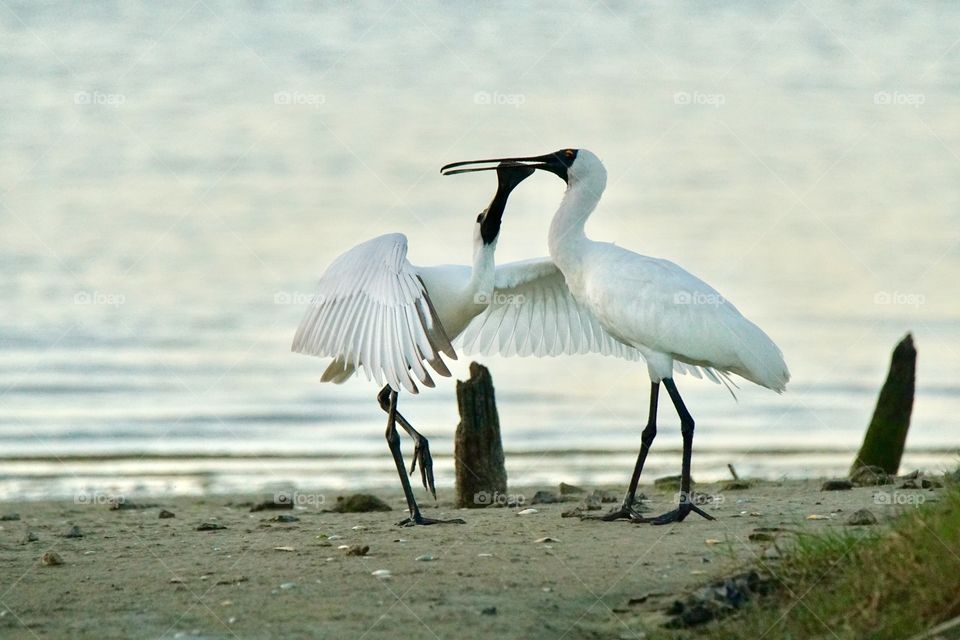 Spoonbills courting at dusk