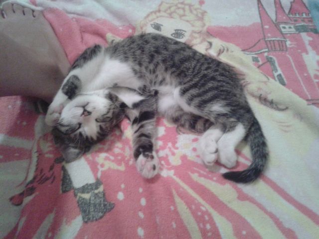 Sleeping cat