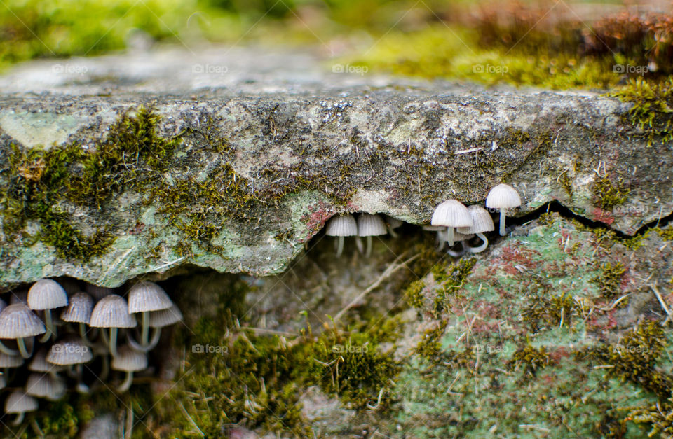 little mushrooms . from our park