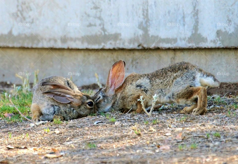 Jackrabbits place their noses together in a tender moment in a city park in Arizona