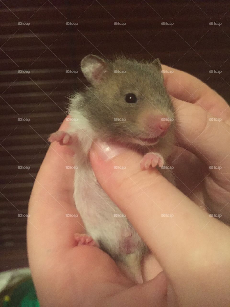 Sweet baby hamster. 