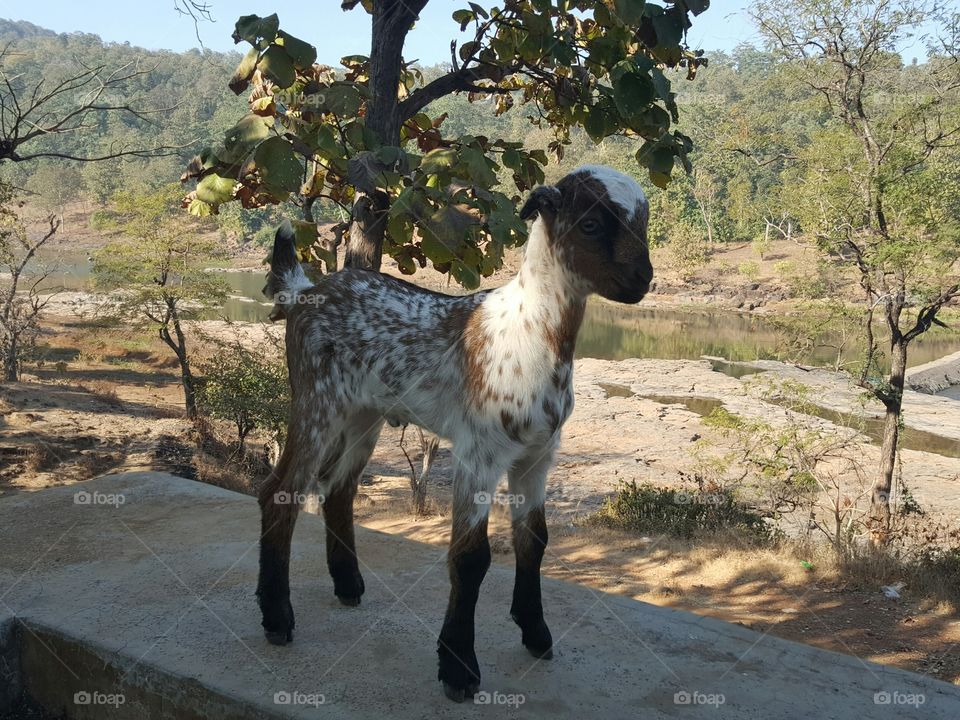 Baby Goat Kid Gira fall Gujarat India