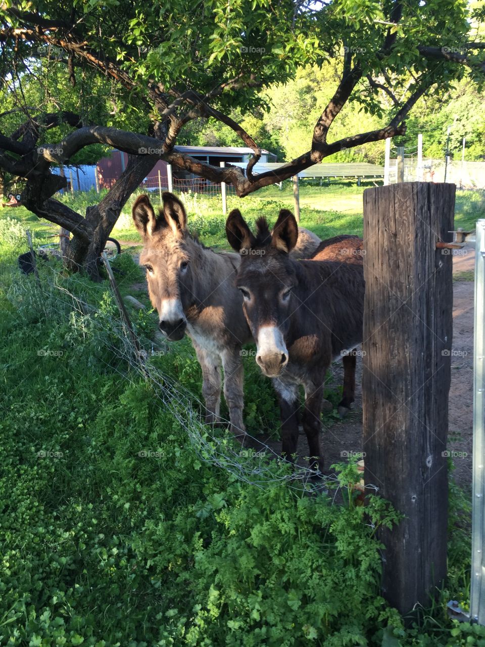 Three hungry donkeys