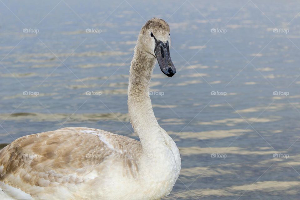 Young swan