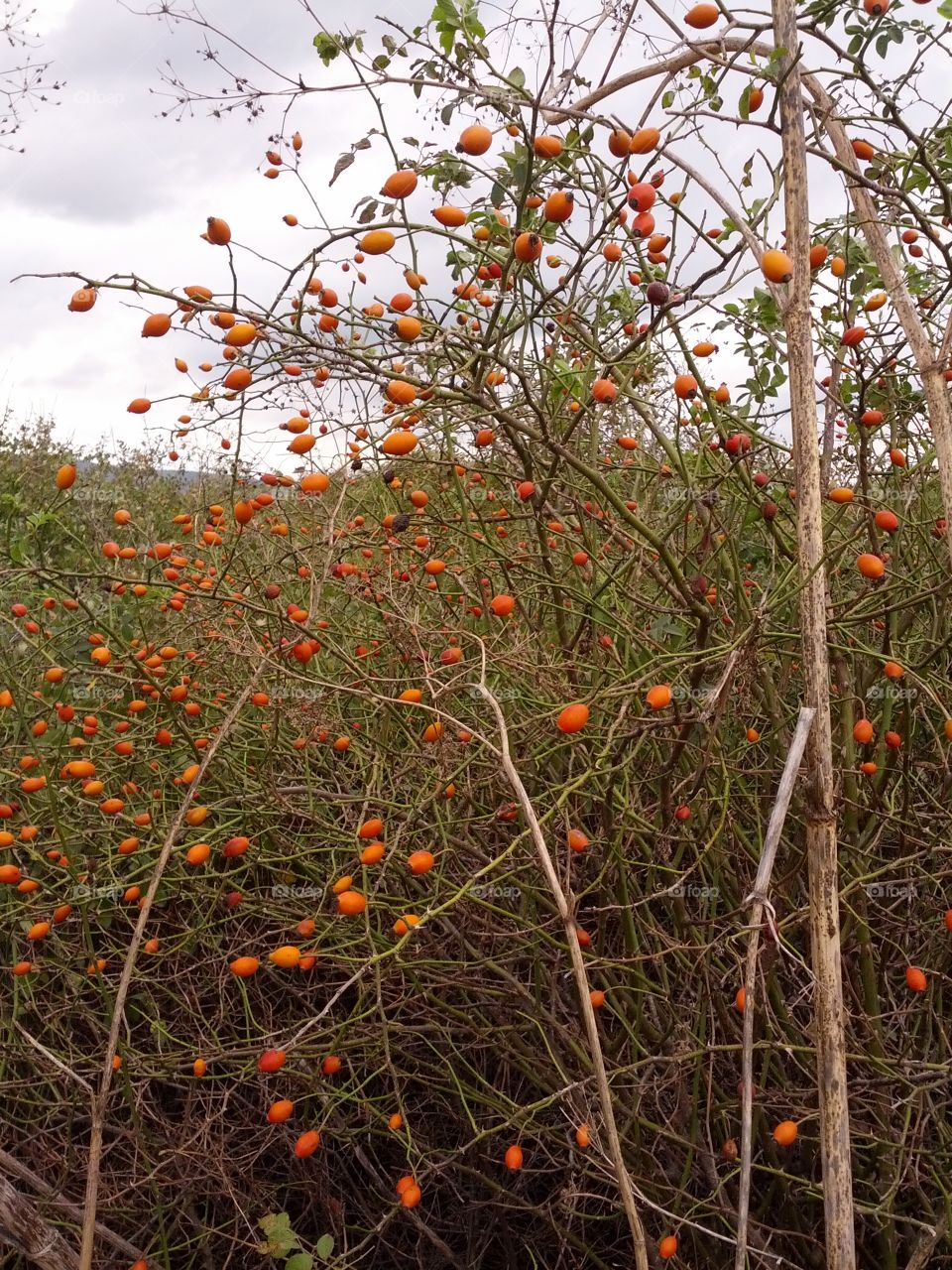 Rose hip