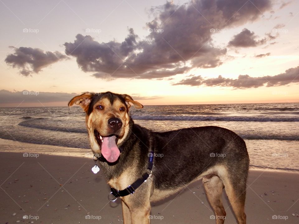 Beach dog 