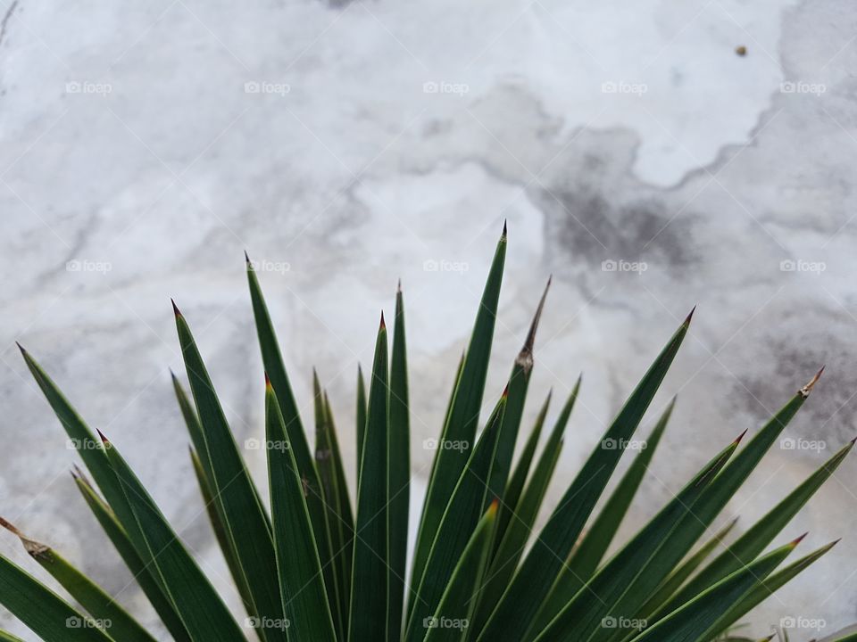 botanical background of an exotic plant green spiky leaves on a concrete wall