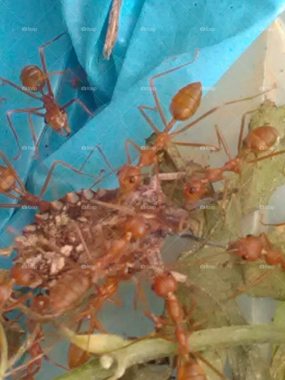 After the life was over, make a soul that you feel sorry for thinking about the share of the ants in one part of the body.