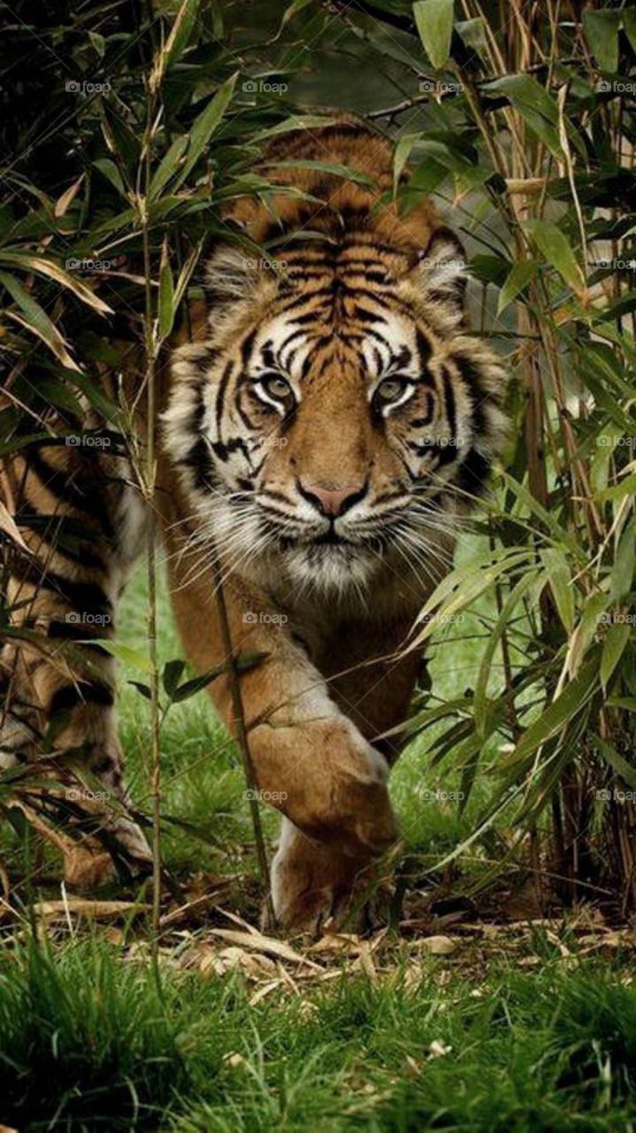 This Photo Is Wallpapers Not A Click Camera And Mobile