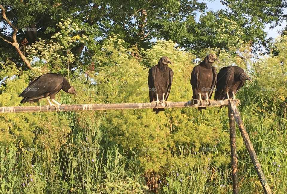 Perched vultures