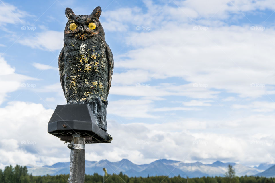 An owl overlooks the Alaskan landscape. 