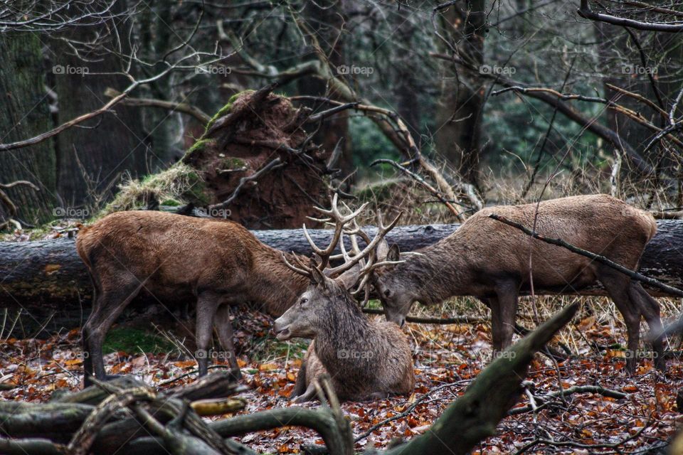 Two male deers fighting with their antlers behind another male deer.