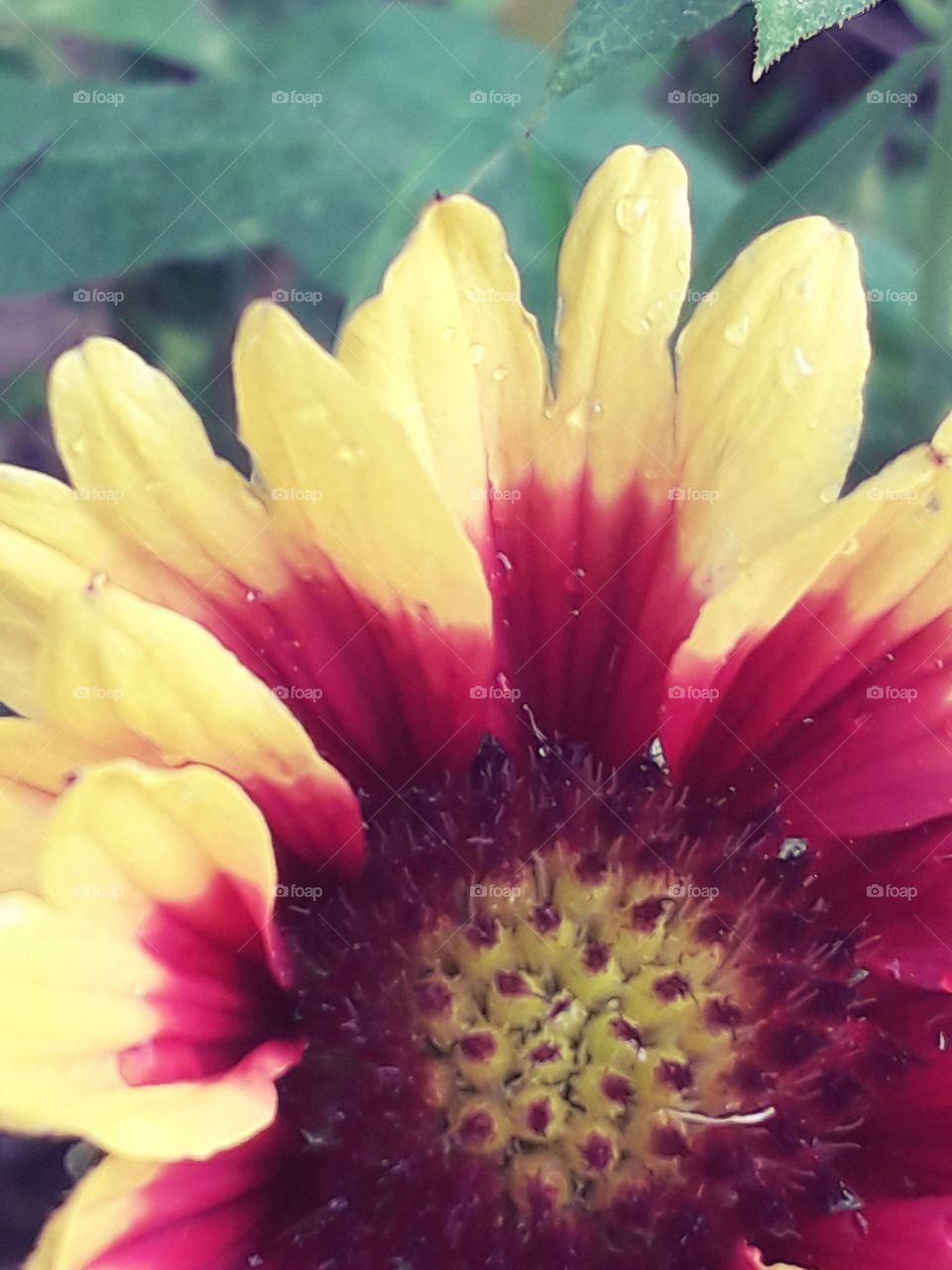 close-up of yellow  and crimson gailardia flower