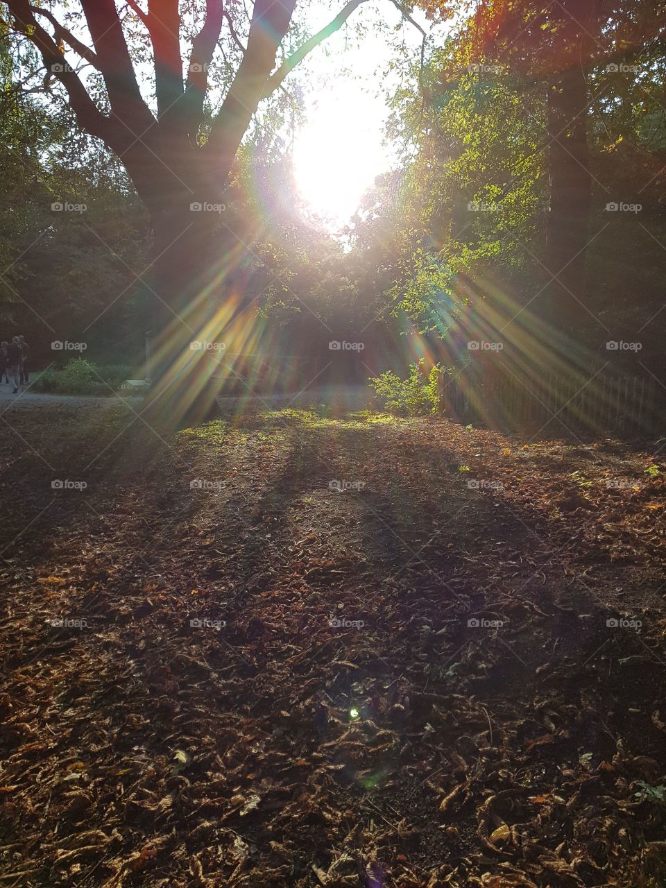 Morning in Holland Park