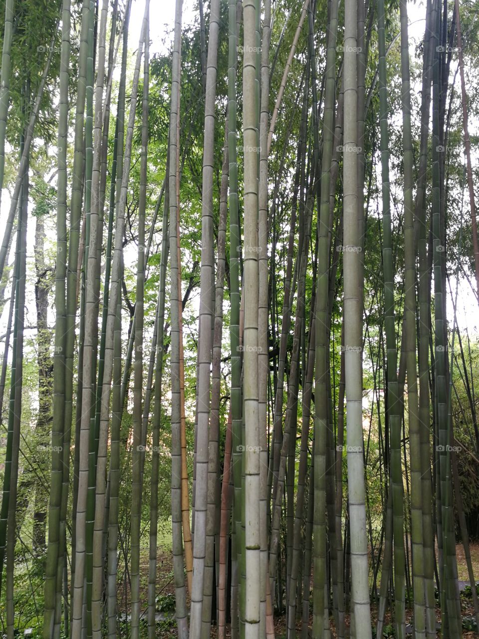 Bamboo