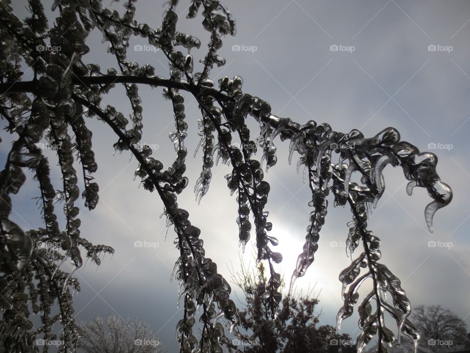 Frozen Tree 