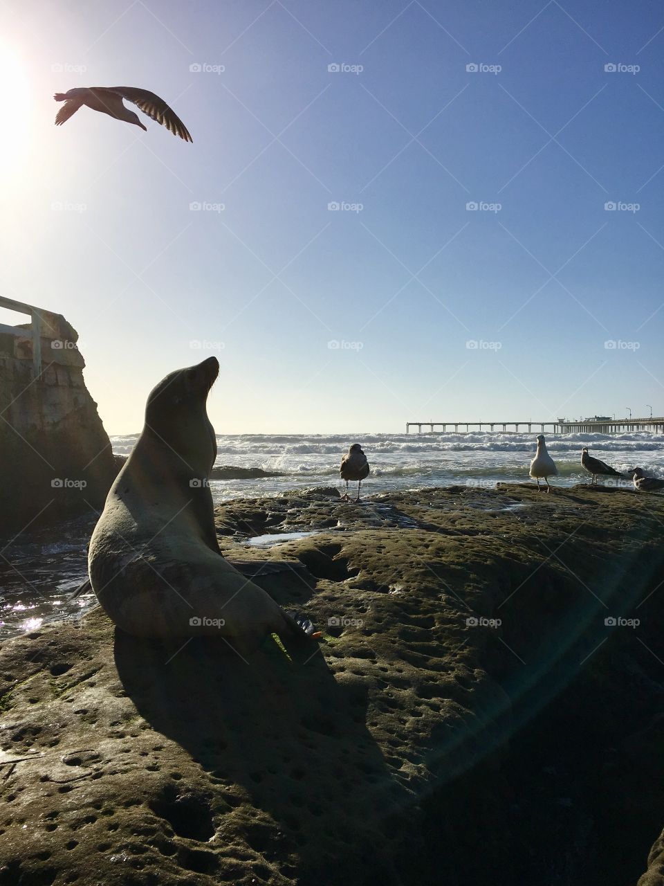 Sea lion basking in the sunshine in San Diego California 