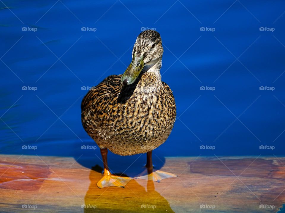 A beautiful brown duck stands on a small piece of wood as it basks in the sun