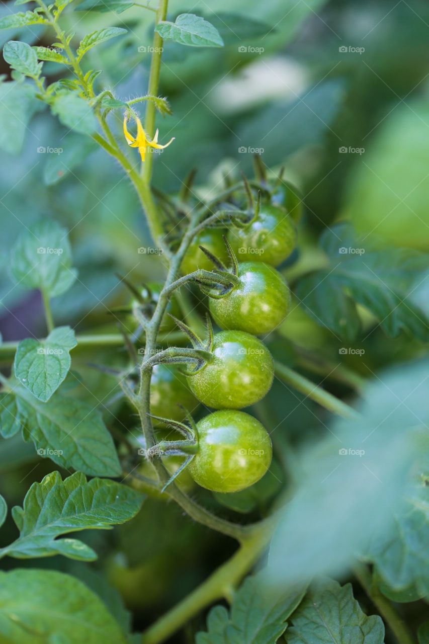 Green tomatoes ☺️